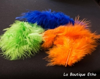 licol éthologique